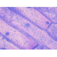 人包皮成纖維細胞；HFF