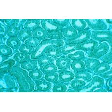 小鼠雜交瘤細(xì)胞；16AC5	